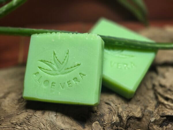 Aloe Vera – Bild 2
